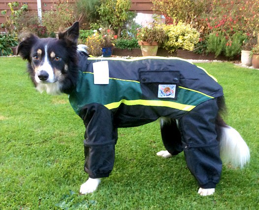 Safe To Shake Waterproof Walking Suit With Detachable Legs Durham Dogs